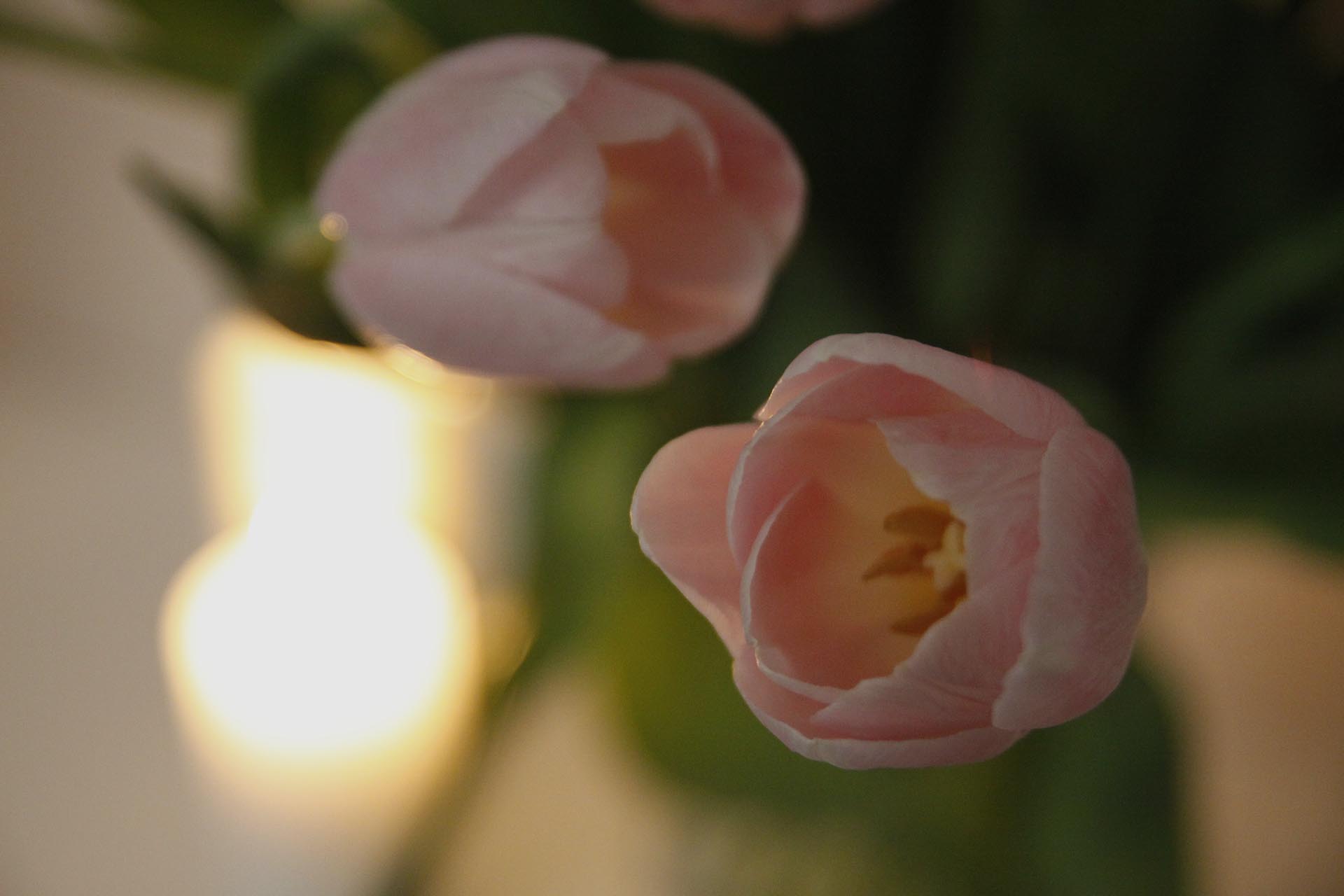 zdjęcie tulipanów z rozmytym tłem